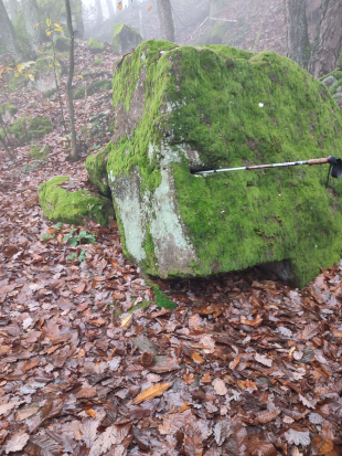 Leistadt, 
Sieben-Waldwunder-Weg,
10. November 2024 